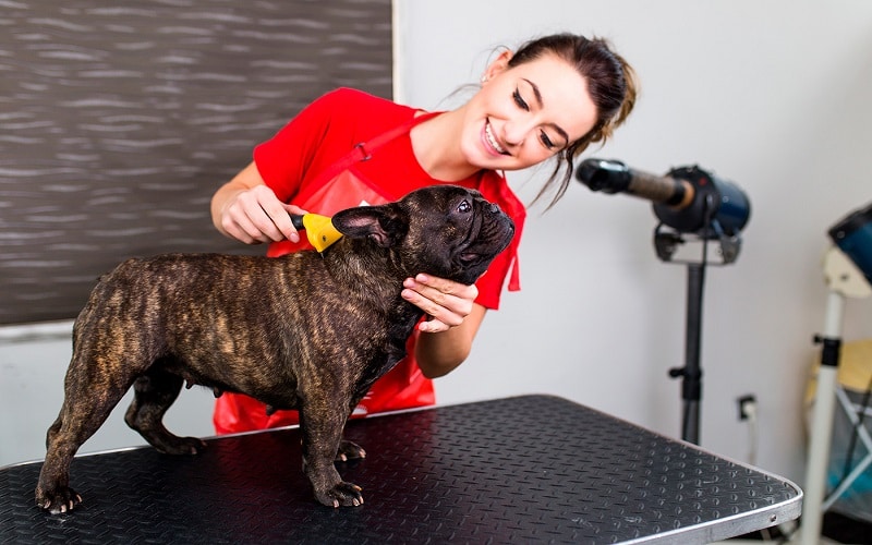 Curso de peluquería canina para principiantes
