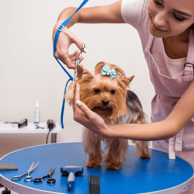Curso peluquería canina para un negocio sano